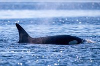 Whale Watching: Balina Hareketleri Takibi