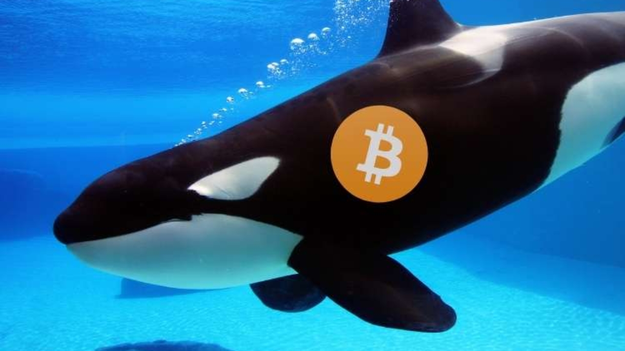 On-Chain Analiz 101: Cüzdan Takibi, Balina Akışları ve Uyarılar