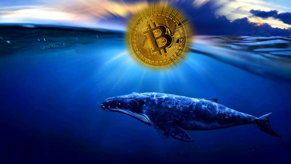 Balinalardan Büyük Bitcoin Transferleri: Piyasa Panikte
